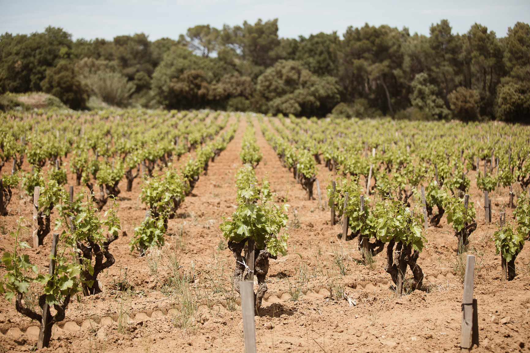 Château des Tours les vins d'auteurs